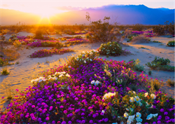 flowers in desert